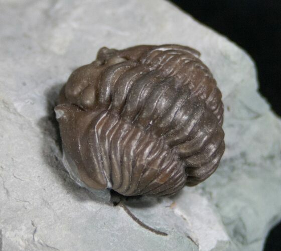 Large Enrolled Flexicalymene Trilobite In Matrix #8321